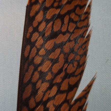 Golden Pheasant Center Tail Piece