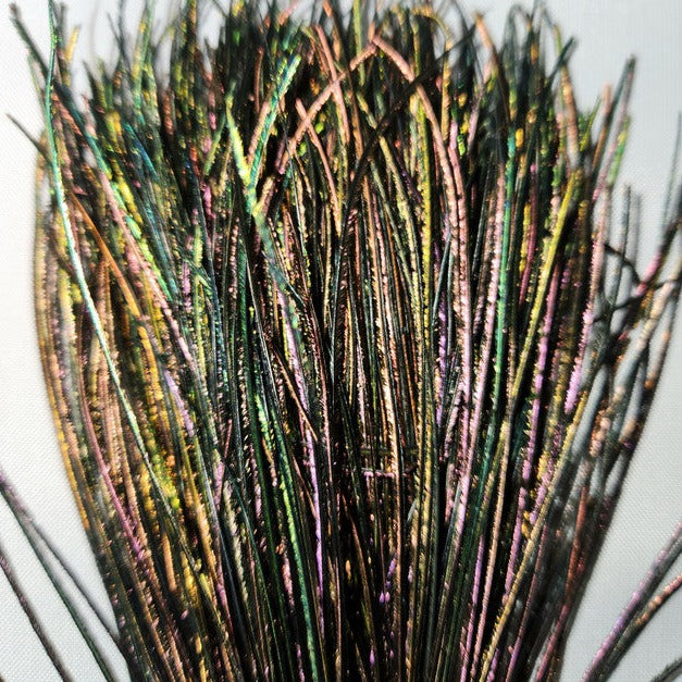 Dyed Peacock Strung Herl