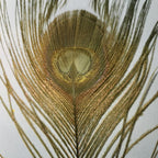 blue winged olive
