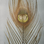 callibaetis