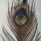 muskrat gray