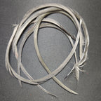 muskrat gray