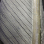 muskrat gray