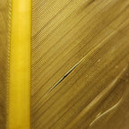 blue winged olive