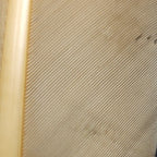 callibaetis