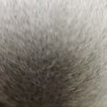 Finn Raccoon
