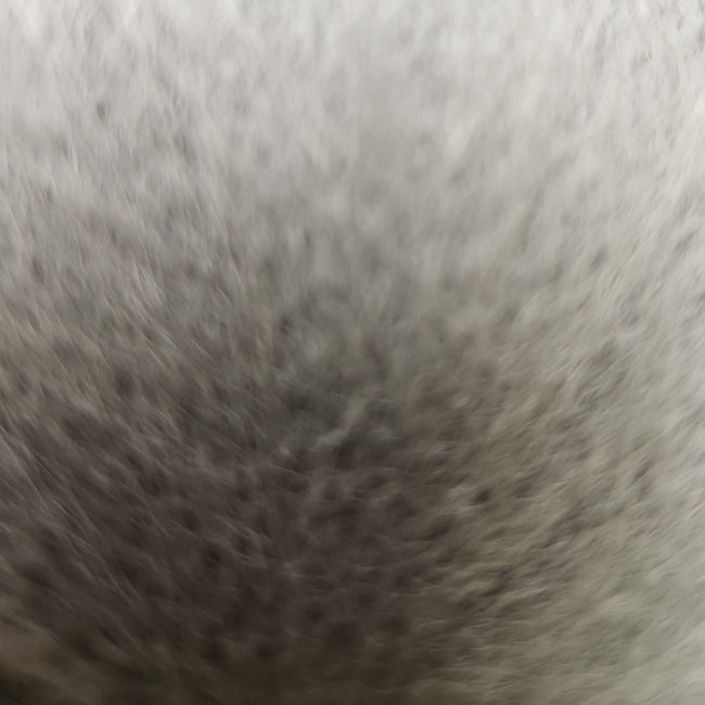 Finn Raccoon