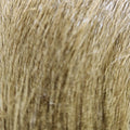 Arctic Goat