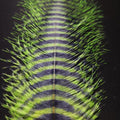 Barred Ostrich Plume