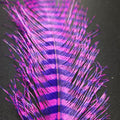 Barred Ostrich Plume
