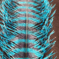 Barred Ostrich Plume