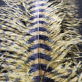 Barred Ostrich Plume