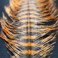 Barred Ostrich Plume