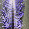 Barred Ostrich Plume