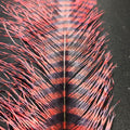 Barred Ostrich Plume