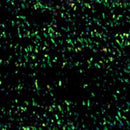 Black_df8886ba-b72e-4c1f-89f9-44a8ae9d779c