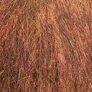 F14474_BlackPearl_01