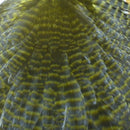 HARELINE_HEN_SADDLE_OLIVE_04