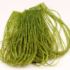 green turtle grass