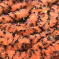 UV Mottled Galaxy Mop Chenille