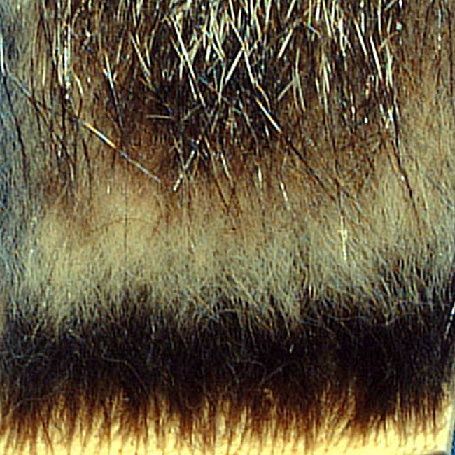 Woodchuck Fur