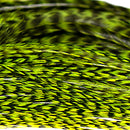 half-grizzly-saddle_CHAT