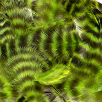 grizzly-soft-hackle_CHAT