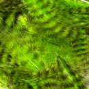 grizzly-marabou_NCHA