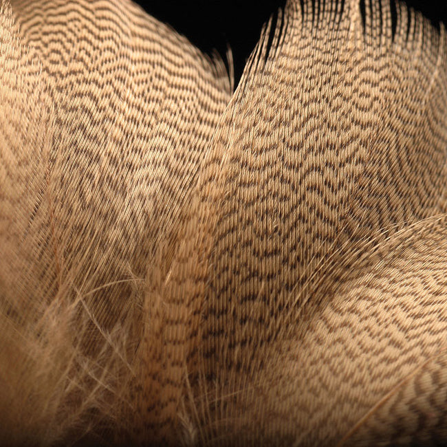 Mallard Flank Feathers