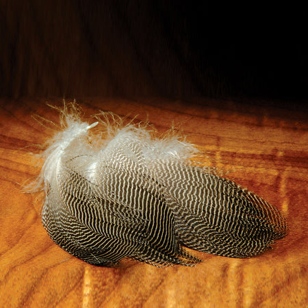 Gadwall Feathers