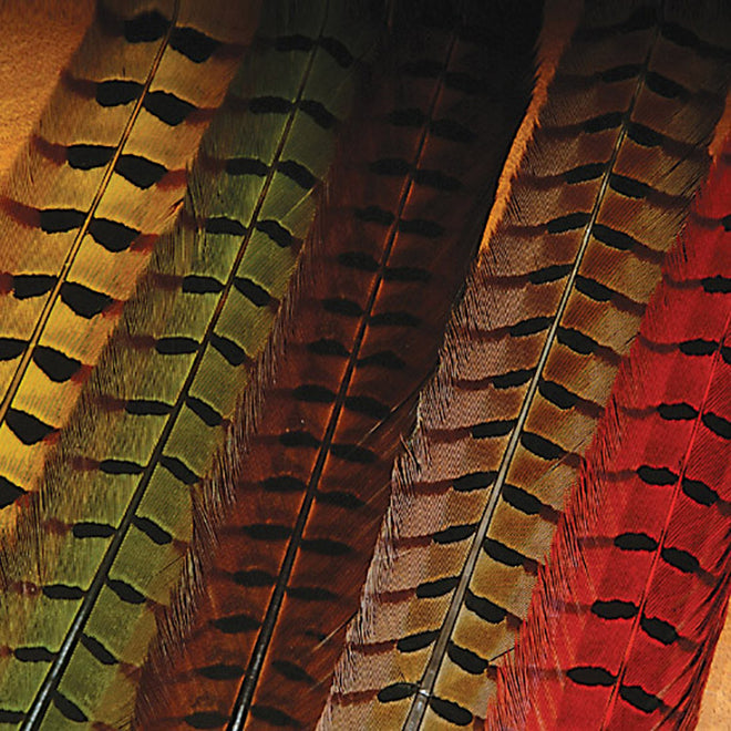 ringneck-pheasant-tail-pair