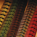 ringneck-pheasant-tail-pair