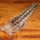 ringneck-hen-pheasant-tail-clump_0000