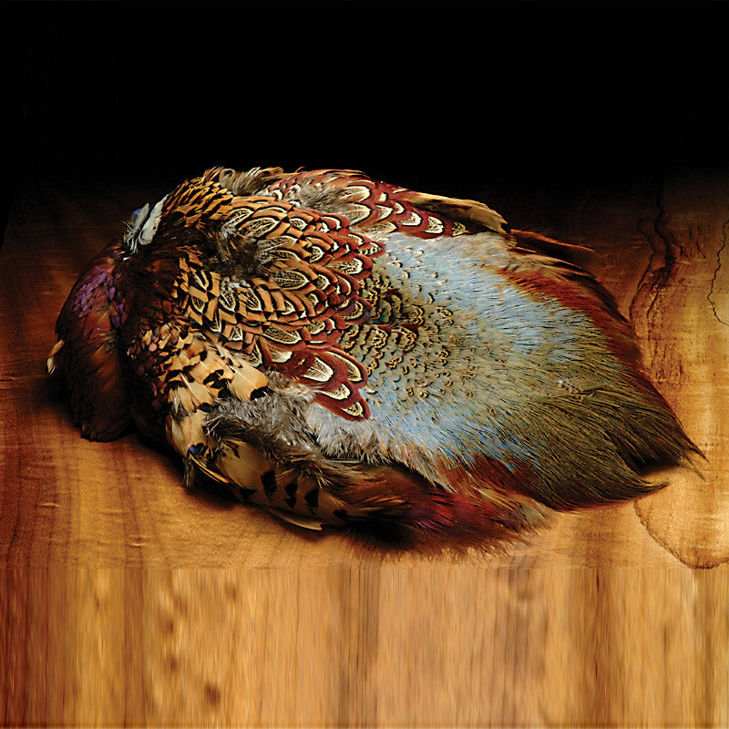 ringneck-pheasant-skin_0000
