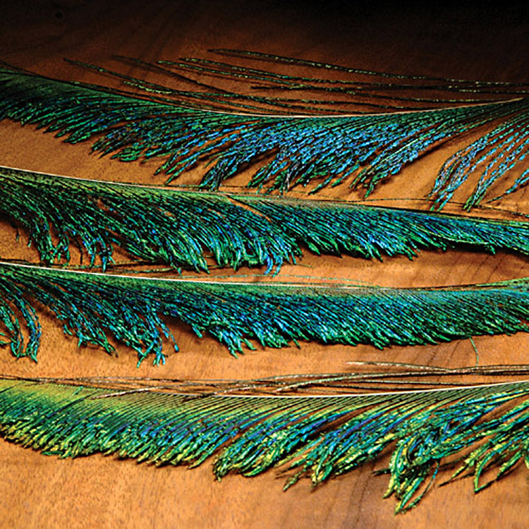 peacock-swords_0000