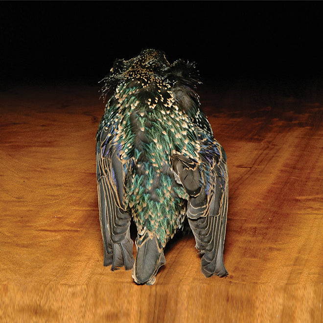 starling-skin_0000
