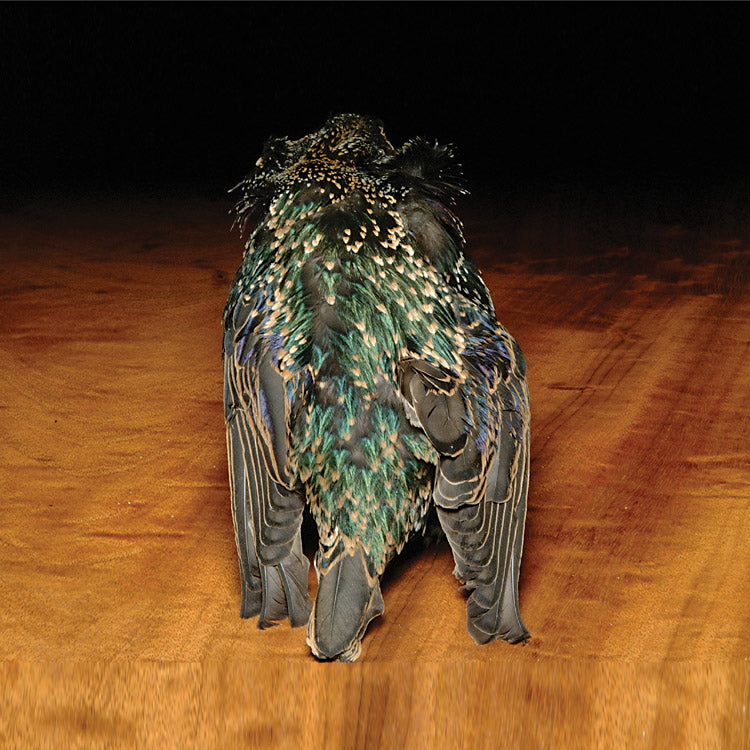 starling-skin_0000