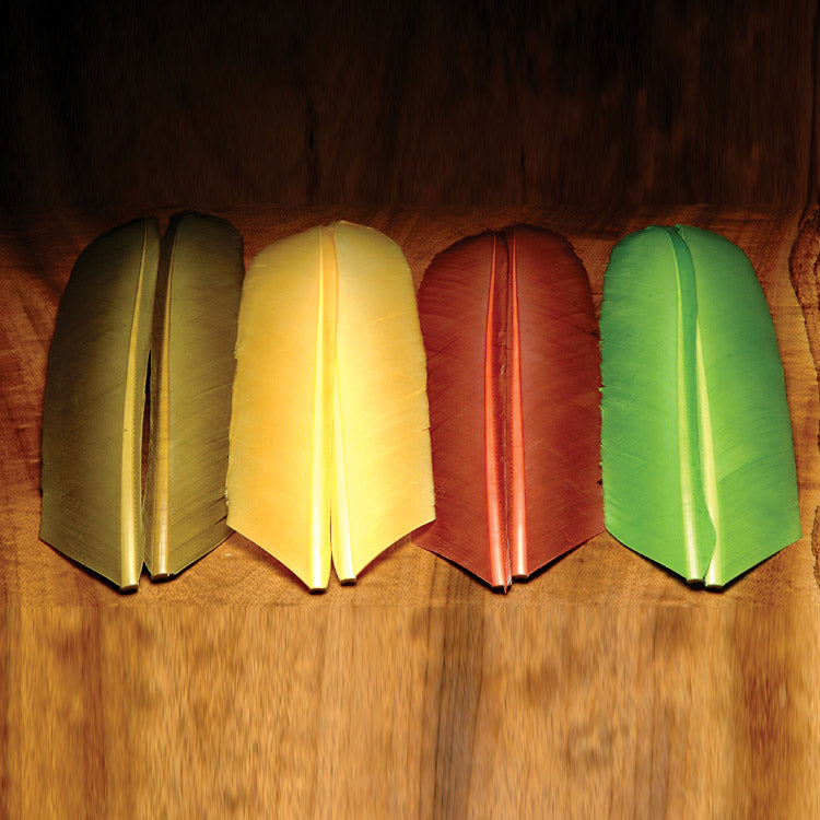 turkey-biot-quills