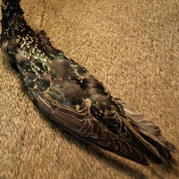 select-starling-skins_0000
