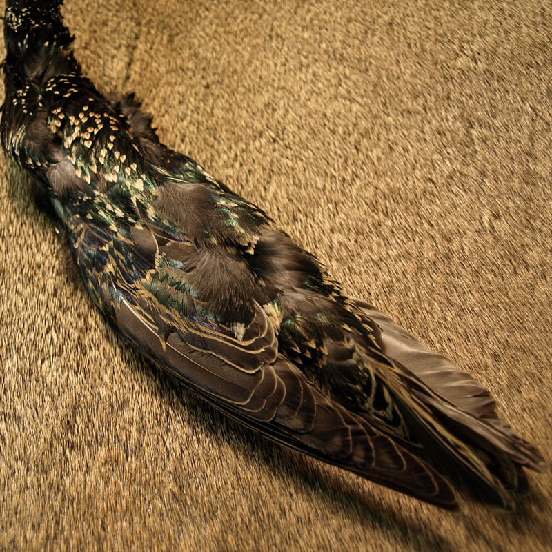 select-starling-skins_0000
