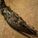 select-starling-skins_0000