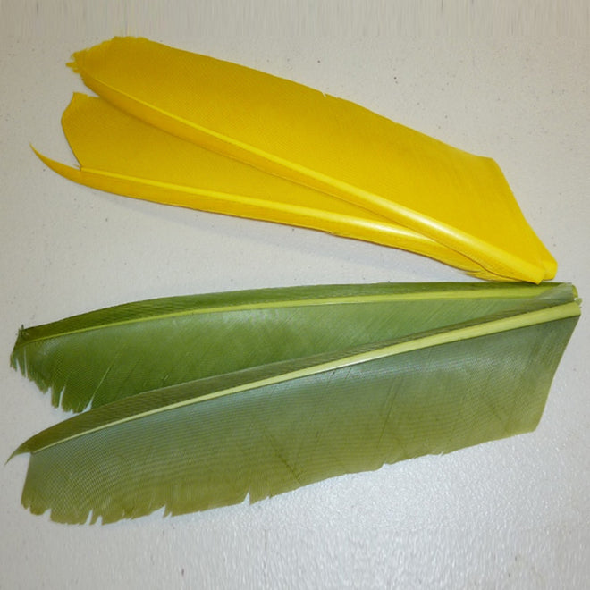 turkey-biot-quill-pieces