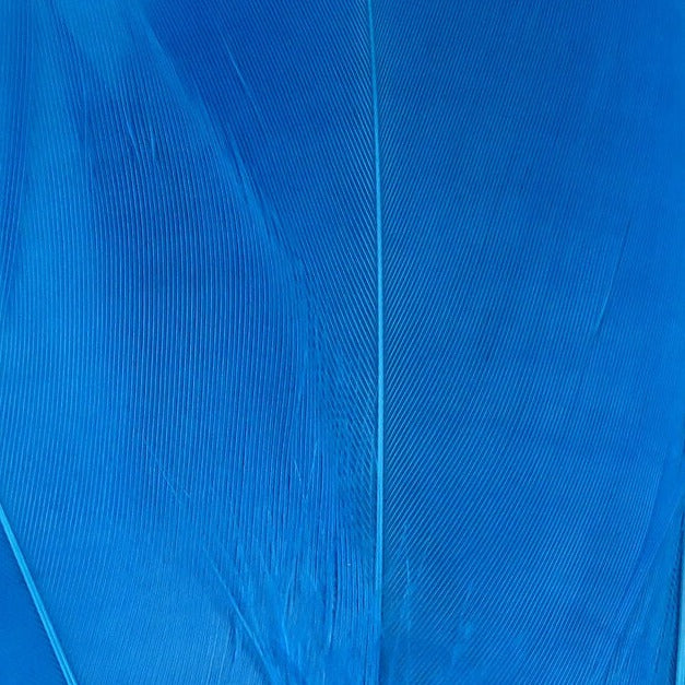 SGS23