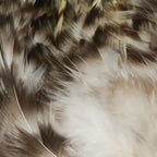 natural grizzly