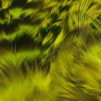 bright yellow