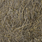 dark hare's ear