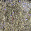 fly-fish-foods-bruiser-blend_ALWO