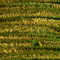 Chenille, Medium