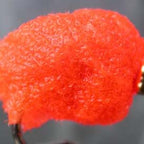 fire orange