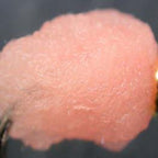 pink salmon